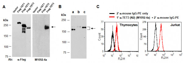 Anti-TET3 (N2), clone 2B7