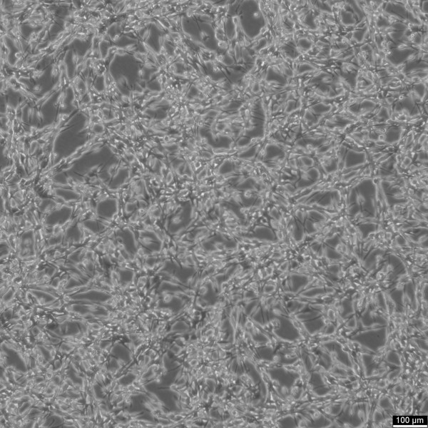 CT26 Cells