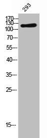 Anti-LIFR