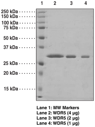 WDR5 (human, recombinant)