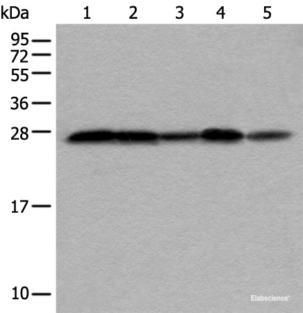Anti-VTI1A