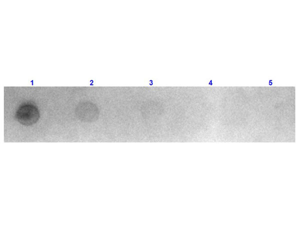 Anti-Mouse IgG (H&amp;L) [Goat] Rhodamine conjugated Fab fragment