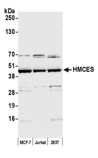 Anti-HMCES