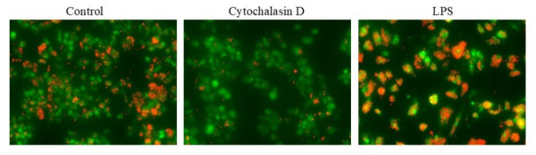 Cell Meter(TM) Fluorimetric Phagocytosis Assay Kit *Deep Red Fluorescence*