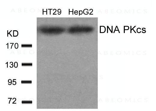 Anti-DNA PKcs (Ab-2609)