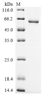 Insulin-like growth factor-binding protein 7 (Igfbp7), mouse, recombinant
