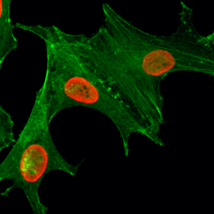 Anti-Acetyl-Histone H4 (Lys5), Rabbit Monoclonal (RM199)