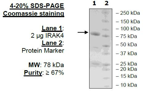 IRAK4, active human recombinant protein