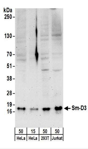 Anti-Sm-D3