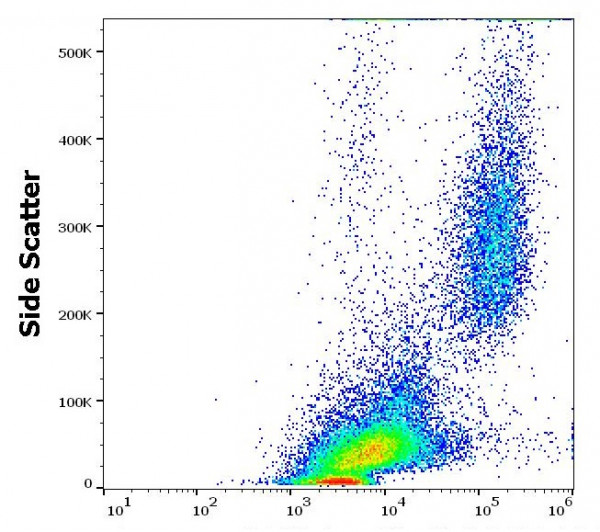 Anti-CD86, clone GL-1