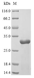 Interleukin-1 (il1b), Danio rerio, recombinant