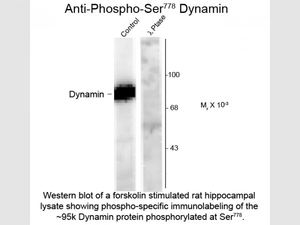 Anti-phospho-Dynamin (Ser778)
