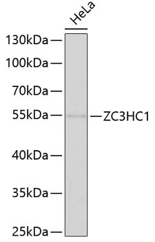 Anti-ZC3HC1