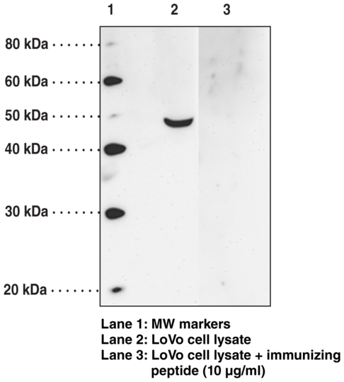 Anti-FFAR4 (GPR120) (N-Term)