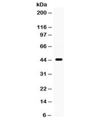 Anti-Cdc37