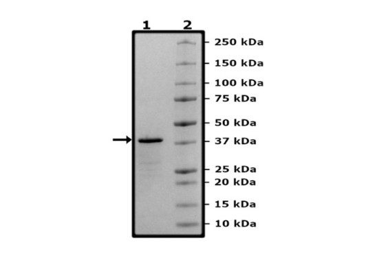 TRAF6, GST-Tag Recombinant