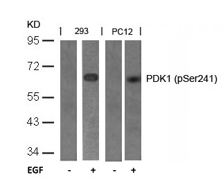 Anti-phospho-PDK1 (Ser241)