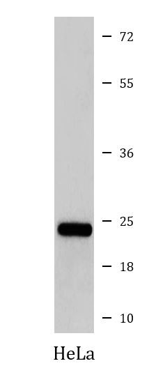 Anti-TBPL1 / TLF / TRF2