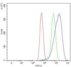 Anti-CD105 / Endoglin