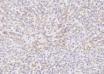 Anti-BST2 Monoclonal Antibody