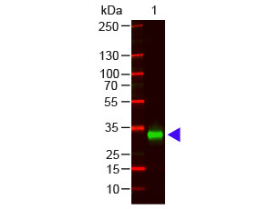 Anti-Human IgG F(c) [Goat] (Min X Bv Hs Ms &amp; Rt serum proteins) F(ab')2 fragment