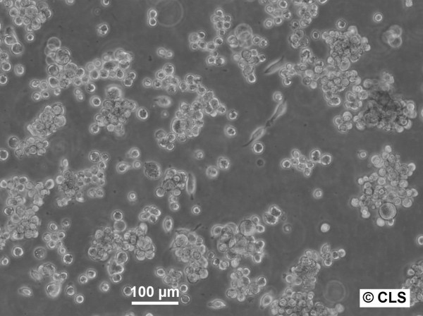 Novikoff Hepatoma Cells