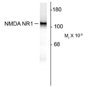 Anti-NDMAR1, clone R1JHL