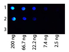 Anti-PROTEIN G, Fluorescein Conjugated