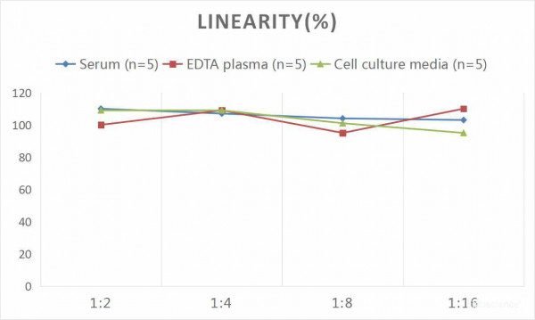 Human PTHrP (Parathyroid Hormone Related Protein) CLIA Kit