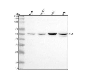 Anti-ISL1 / Islet 1