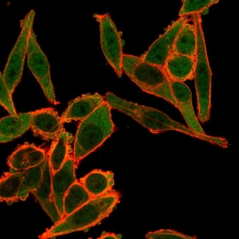 Anti-TSC22D1 / TSC22, clone PCRP-TSC22D1-1A2
