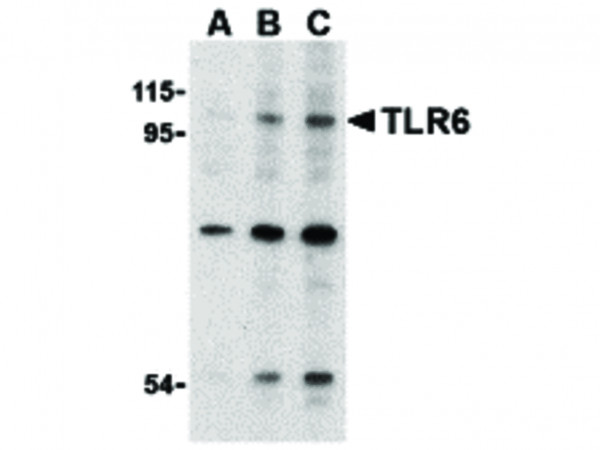 Anti-TLR6