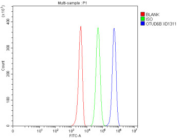 Anti-OTUD6B / OTU domain-containing deubiquitinase 6B