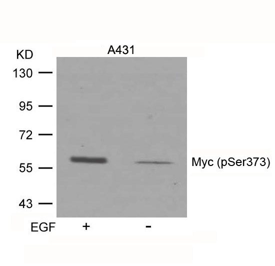 Anti-phospho-Myc (Ser373)