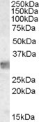 Anti-MYD88, Internal