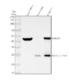 Anti-PANX3 / Pannexin 3