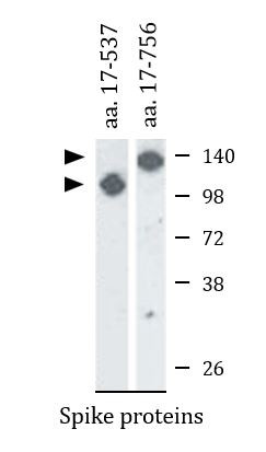 Anti-SARS virus Sn