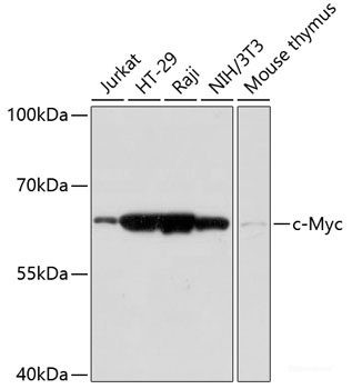 Anti-c-Myc