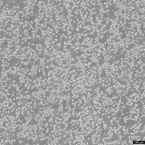 CA46 Cells