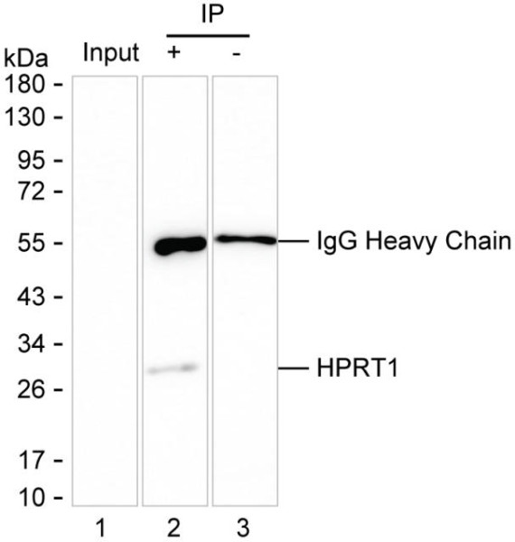 Anti-HPRT1