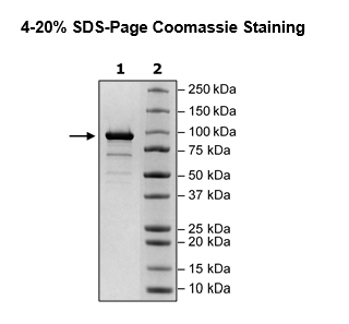 RNA Polymerase, FLAG-tag (SARS-CoV-2)