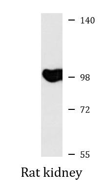 Anti-GluK4