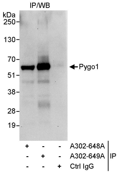 Anti-Pygo1