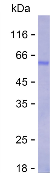 Recombinant Human PLA1A Protein