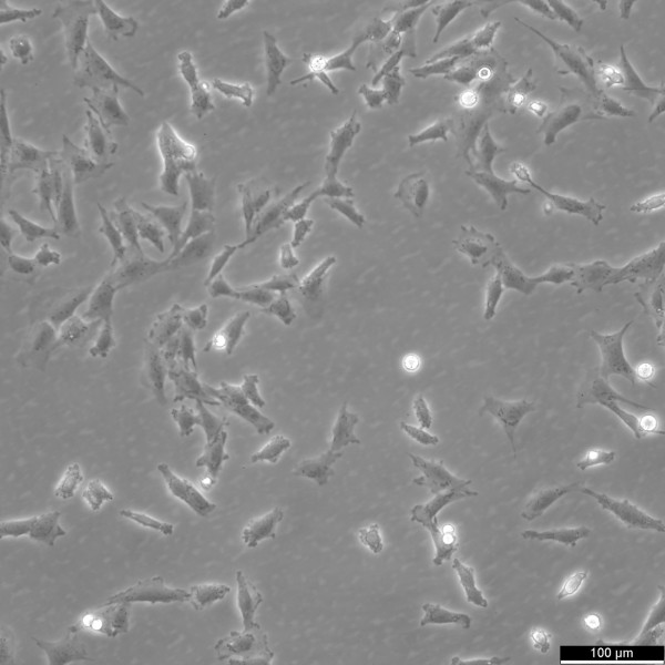 DI TNC1 Cells