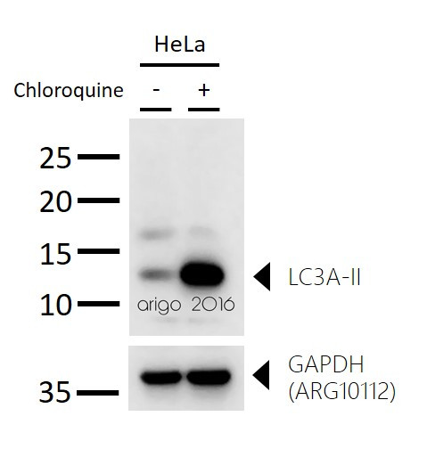 Anti-LC3A