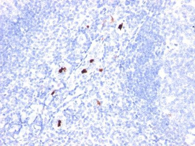 Anti-Granulocyte Marker(BM-1), CF568 conjugate, 0.1mg/mL