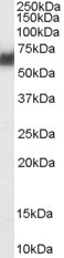 Anti-PDIA2 / PDIP, Internal