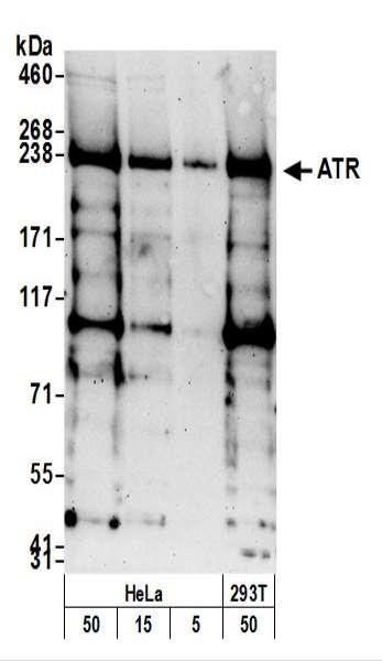 Anti-ATR