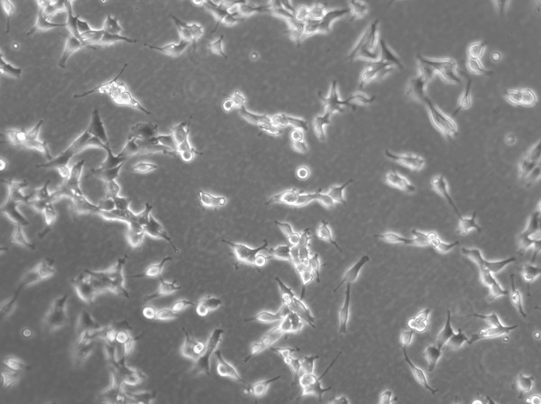 AT-1 Cells